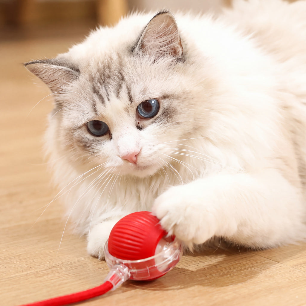 Interactive Cat & Dog Teaser Toy with Two Additional Tails, Kitten Rolling Ball Toy, Pet Supplies, Dog & Cat Accessories Cute dog toys